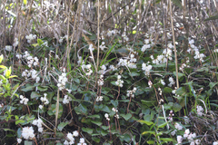 Schizocodon ilicifolius intercedens