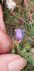 Astragalus stella - cruciatus