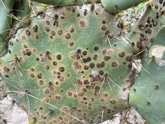 Phyllosticta concava