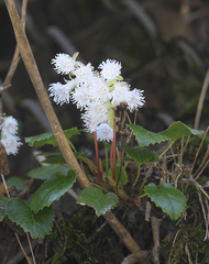 Schizocodon ilicifolius intercedens