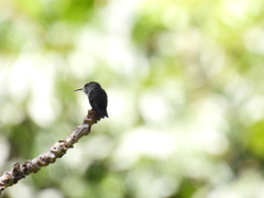 Mellisuga minima