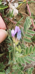Astragalus stella - cruciatus