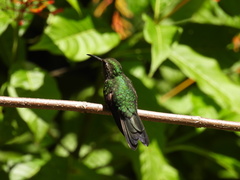 Riccordia swainsonii