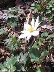 Sanguinaria canadensis