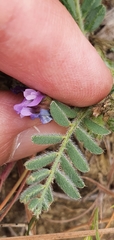 Astragalus stella - cruciatus