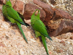 Psittacara chloropterus