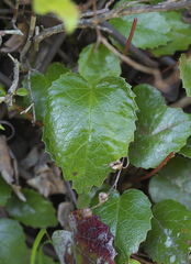 Schizocodon ilicifolius intercedens