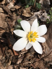 Sanguinaria canadensis