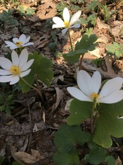 Sanguinaria canadensis