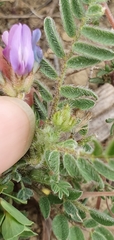Astragalus stella - cruciatus