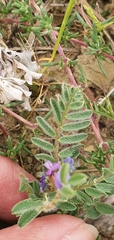 Astragalus stella - cruciatus