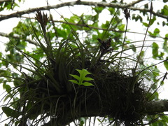 Tillandsia balbisiana