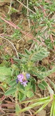 Astragalus stella - cruciatus