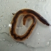 Square-tailed Worm - Photo (c) Guilherme Ramos, some rights reserved (CC BY-NC), uploaded by Guilherme Ramos