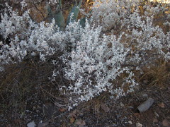 Leucophyllum candidum