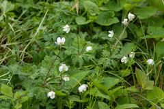 Anemonastrum flaccidum