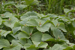 Trillium tschonoskii
