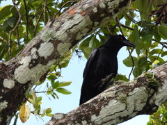 Corvus leucognaphalus