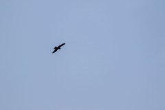 Milvus migrans lineatus