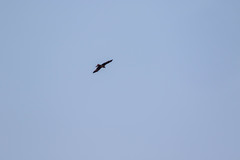 Milvus migrans lineatus