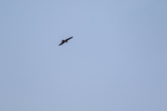 Milvus migrans lineatus