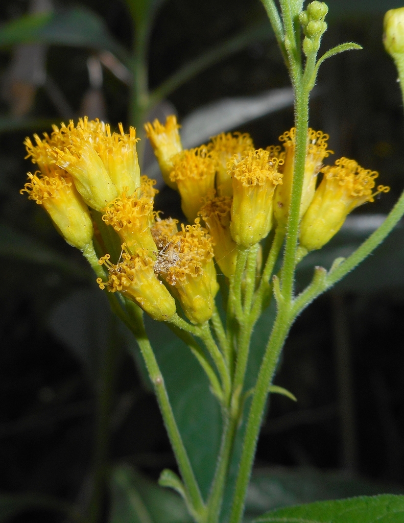 Neurolaeninae