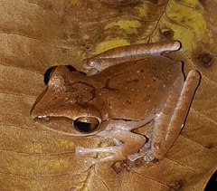 Polypedates leucomystax