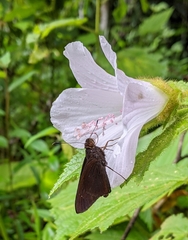 Hibiscus verbasciformis