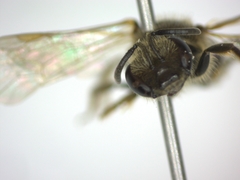 Lasioglossum