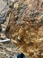 Bombylius major