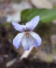 Viola bissetii