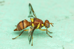 Bactrocera cucurbitae