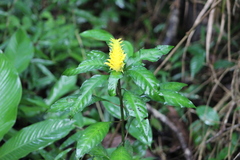 Aphelandra chamissoniana