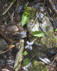 Viola bissetii