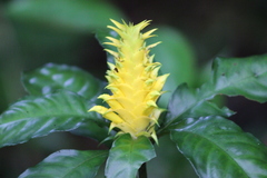 Aphelandra chamissoniana