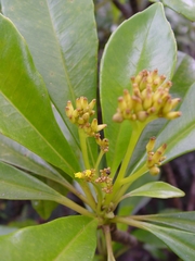 Oldfeltia polyphlebia