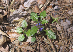 Ajuga makinoi