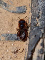 Osmia ferruginea