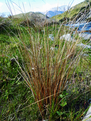 Carex buchananii