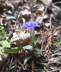 Gentiana zollingeri