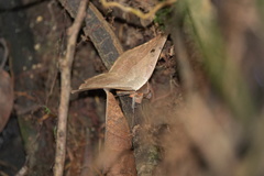 Hypopyra pudens