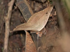 Hypopyra pudens