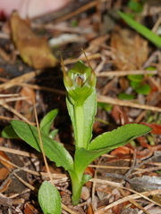 Pterostylis venosa