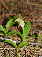 Pterostylis venosa