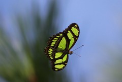 Philaethria wernickei