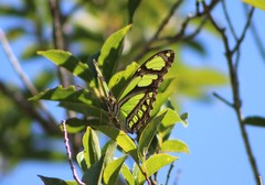 Philaethria wernickei