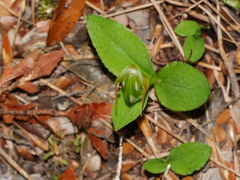 Pterostylis venosa