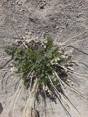 Tauschia parishii