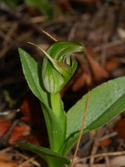 Pterostylis venosa