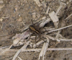 Lycosidae